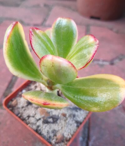 Crassula Sunset