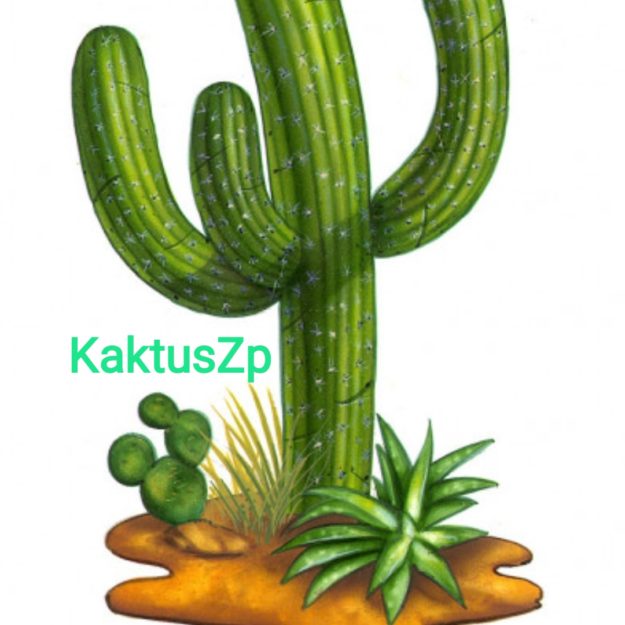 KaktusZp
