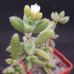 Delosperma echinatum | 34