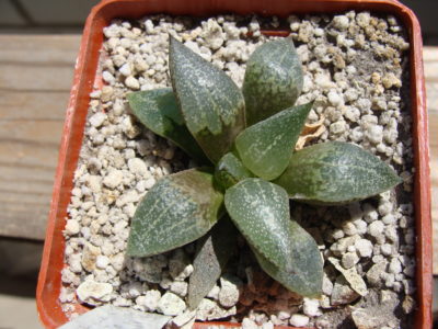 Haworthia emelyae var. emelyae GM 259 - Зображення 2