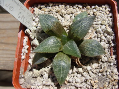 Haworthia emelyae var. emelyae GM 259