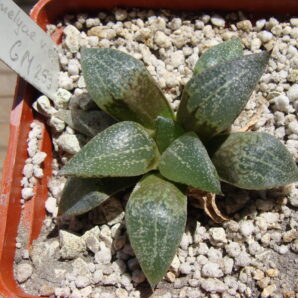 Haworthia emelyae var. emelyae GM 259