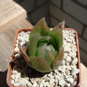 Haworthia lockwoodii JAA 1149 S. of Laingsburg