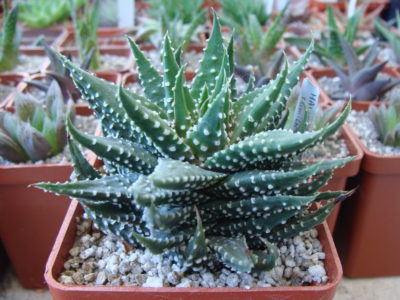 Haworthia pumila - Зображення 2