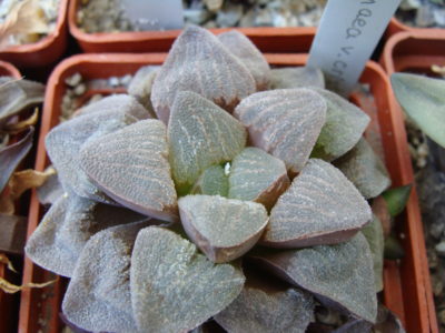 Haworthia pygmaea var. crystallina - Зображення 2