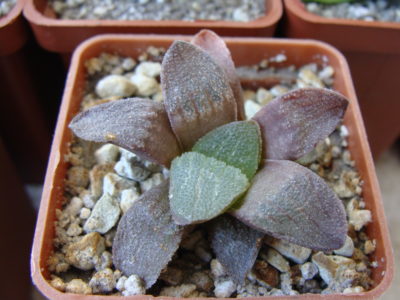 haworthia pygmaea var. crystallina