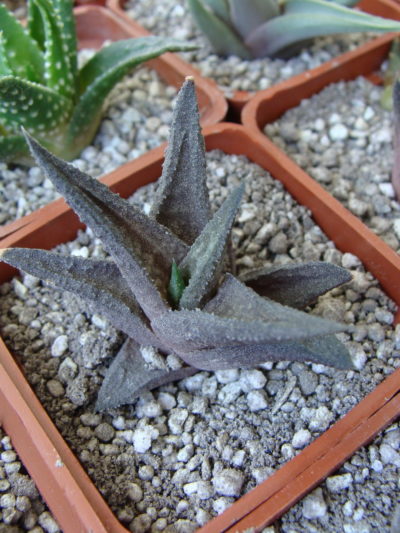Haworthia tesselata cv. Jack Brown
