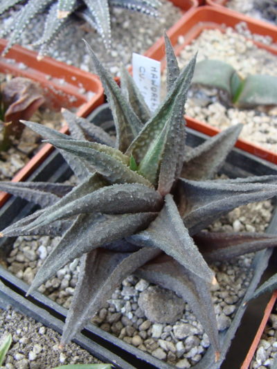 Haworthia tesselata cv. Jack Brown - Зображення 2