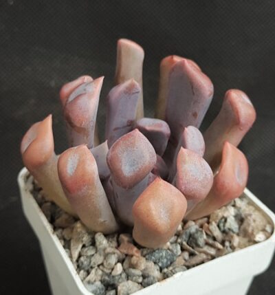 Echeveria Cupid