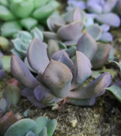 Echeveria Cupid - Зображення 2