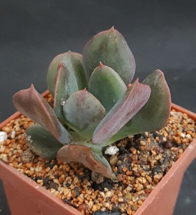 Echeveria dark Vader (Darkness power)