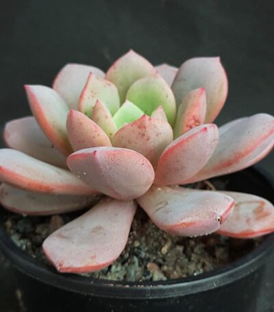 Echeveria Dondo