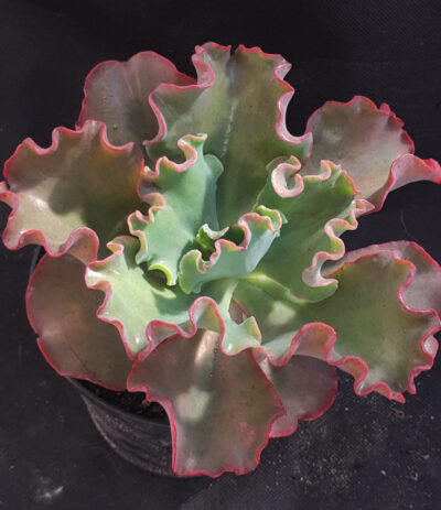 Echeveria Double Delight