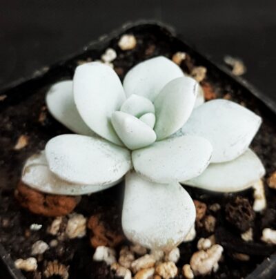 Echeveria Laui