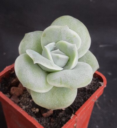 Echeveria Lovely Rose
