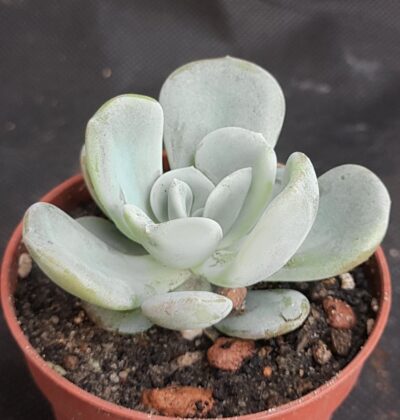 Echeveria Orpet