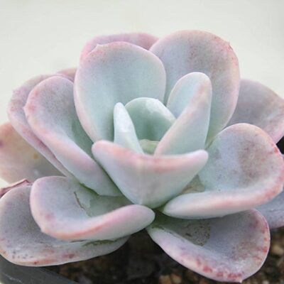 Echeveria Orpet - Зображення 2
