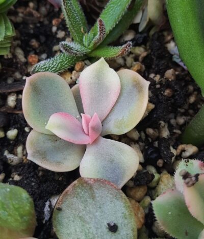 Echeveria Rainbow
