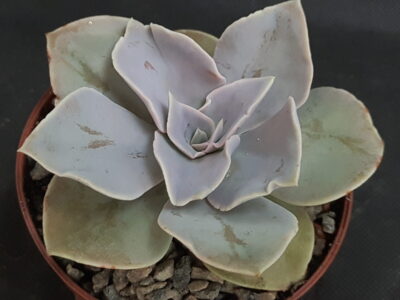 Echeveria Rodolfoi - Зображення 2