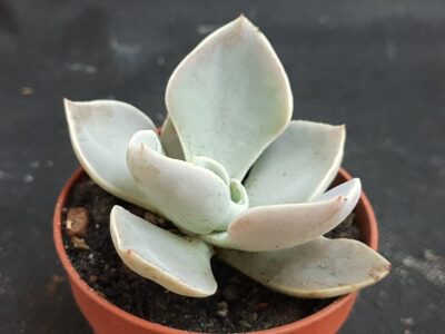 Echeveria Rodolfoi
