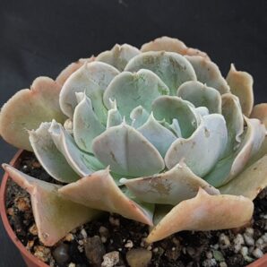Echeveria nichi