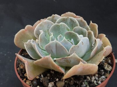 Echeveria nichi