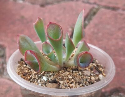 Echeveria Trumpet Pinky