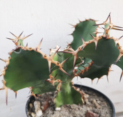 Euphorbia Grandicornis