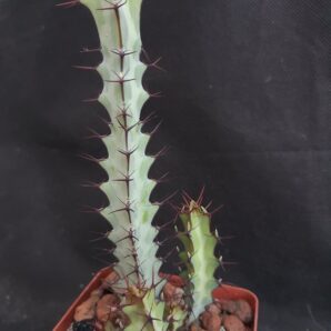 Euphorbia Greenwayi | 46