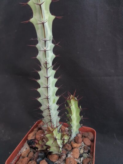 Euphorbia Greenwayi