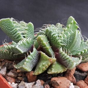 Faucaria Tuberculosa | 46
