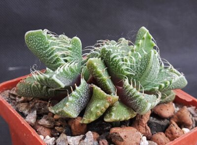 Faucaria Tuberculosa