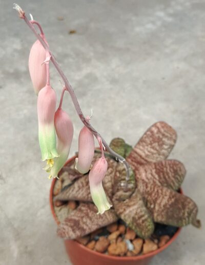 Gasteria batesiana Barberton (кофейная) - Зображення 2