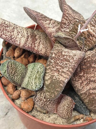 Gasteria batesiana Barberton (кофейная)