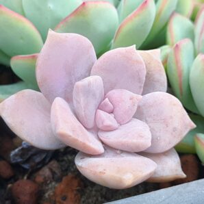 Graptopetalum Superbum | 58