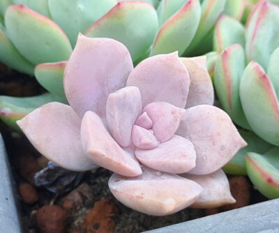 Graptopetalum Superbum