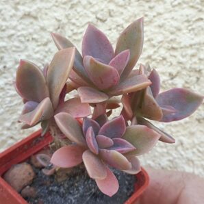 Graptoveria Fred Ives | 112
