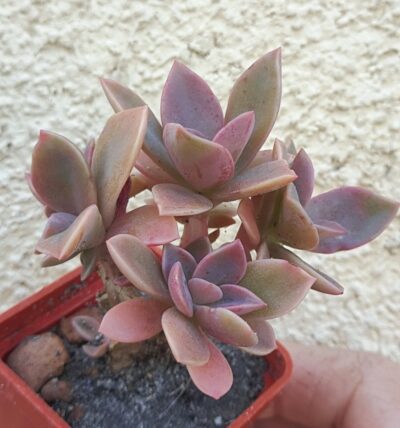 Graptoveria Fred Ives