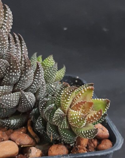 Haworthia reinwardtii v chalwinii
