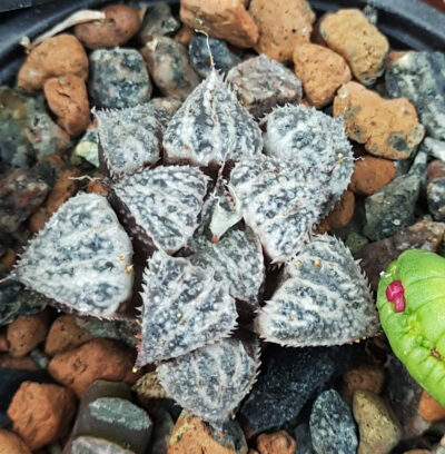 Haworthia yuki keshiki
