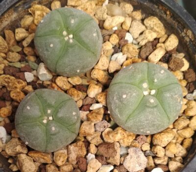 LOPHOPHORA ECHINATA V. DIFFUSA - Зображення 2