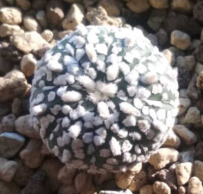 Аstrophytum super kabuto