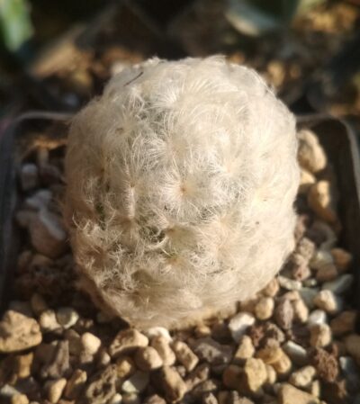 Mammillaria plumosa - Зображення 2