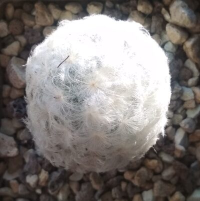 Mammillaria plumosa