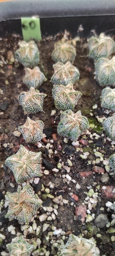 astrophytum capricorne v. niveum ( лот 60 )