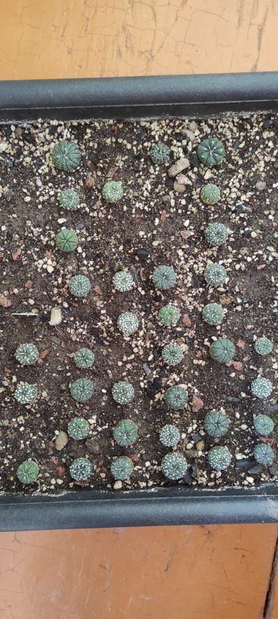 Astrophytum SK x Asterias ( лот 64 ) - Зображення 2