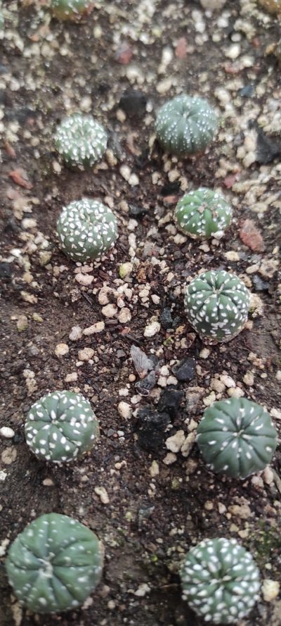 Astrophytum SK x Asterias ( лот 64 )