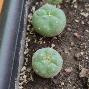 lophophora fricii ( лот 56 ) | 53
