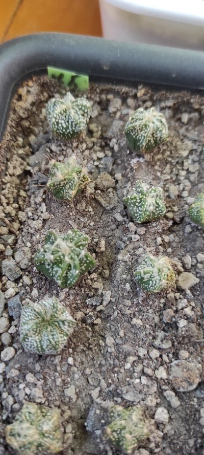 Astrophytum Cap x Co As ( розовый цветок ) (лот 75 ) - Зображення 2