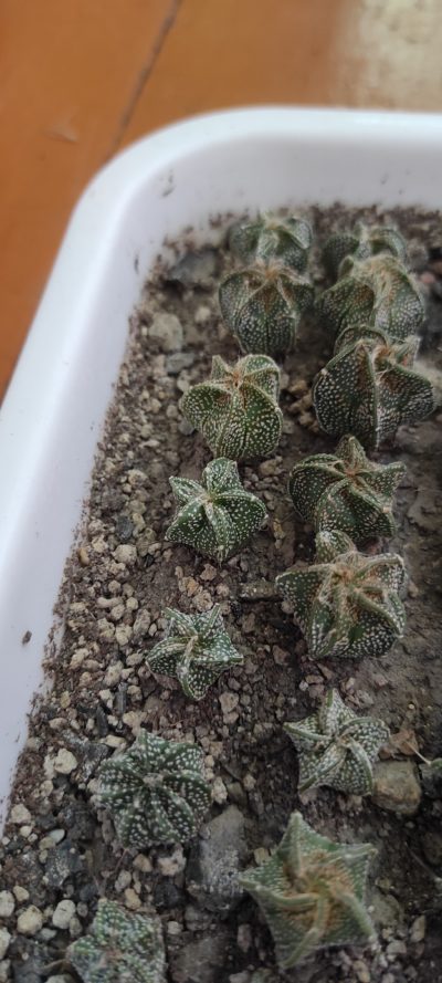 Astrophytum Cap x Co As ( розовый цветок ) (лот 75 )